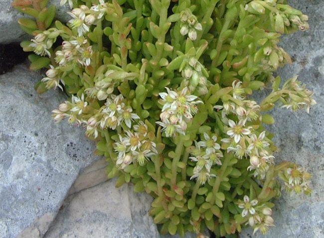Sedum magellense / Borracina della Majella